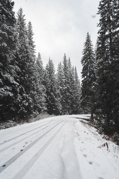 路上覆盖着雪在树木之间
